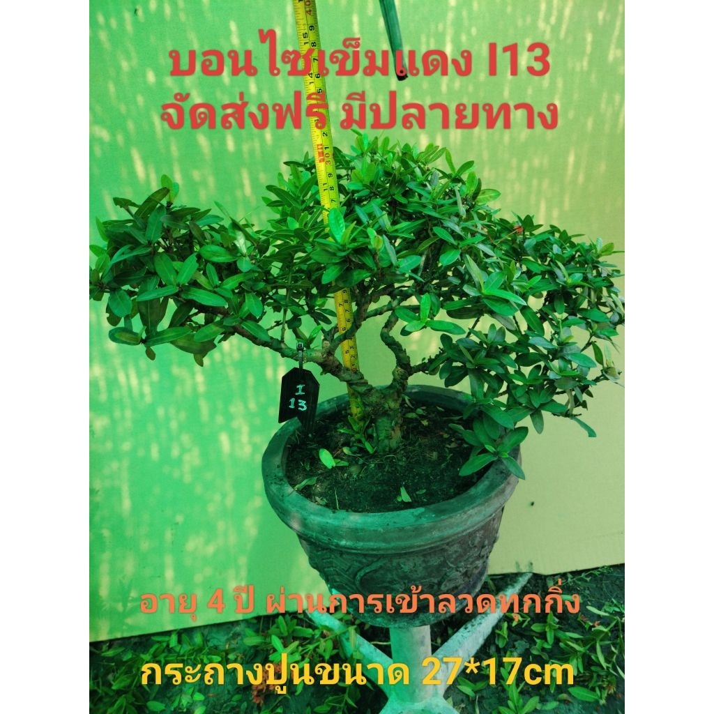 บอนไซเข็มแดง I13 (Ixora)
