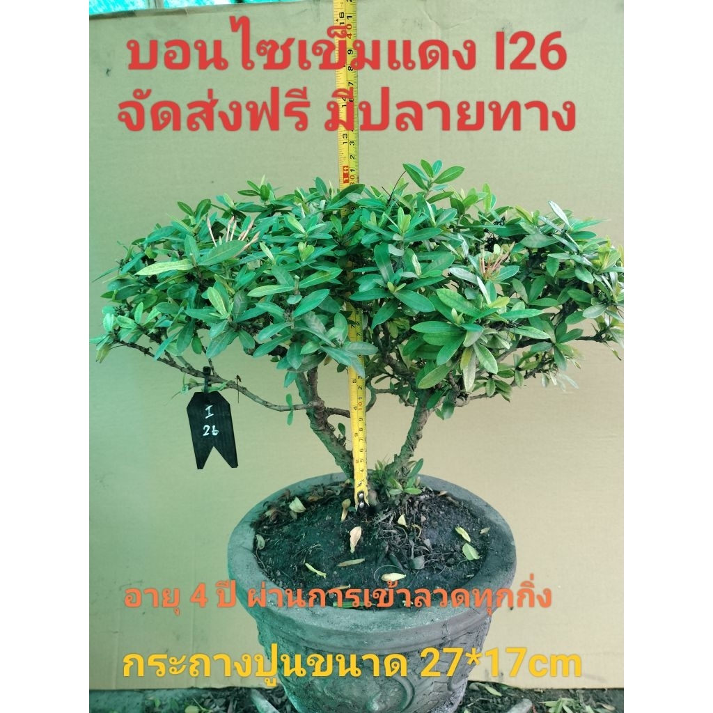 บอนไซเข็มแดง I26 (Ixora)