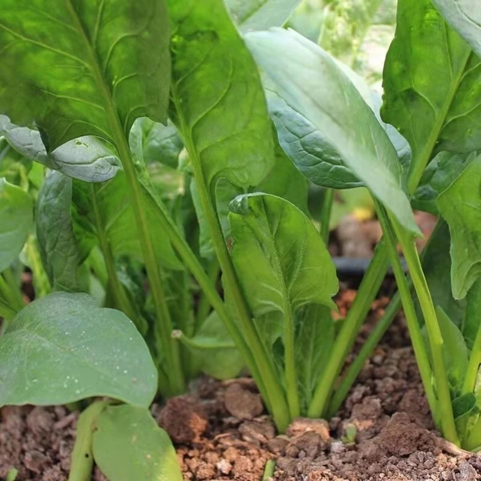 Spinach Green Seeds ปวยเล้ง ไจแอ้นท์โนเบล 100 เมล็ด ตั้งค่าโครงการแท้ นำเข้าจากต่างประเทศ ปลูกผัก ตั้งค่าโครงการ