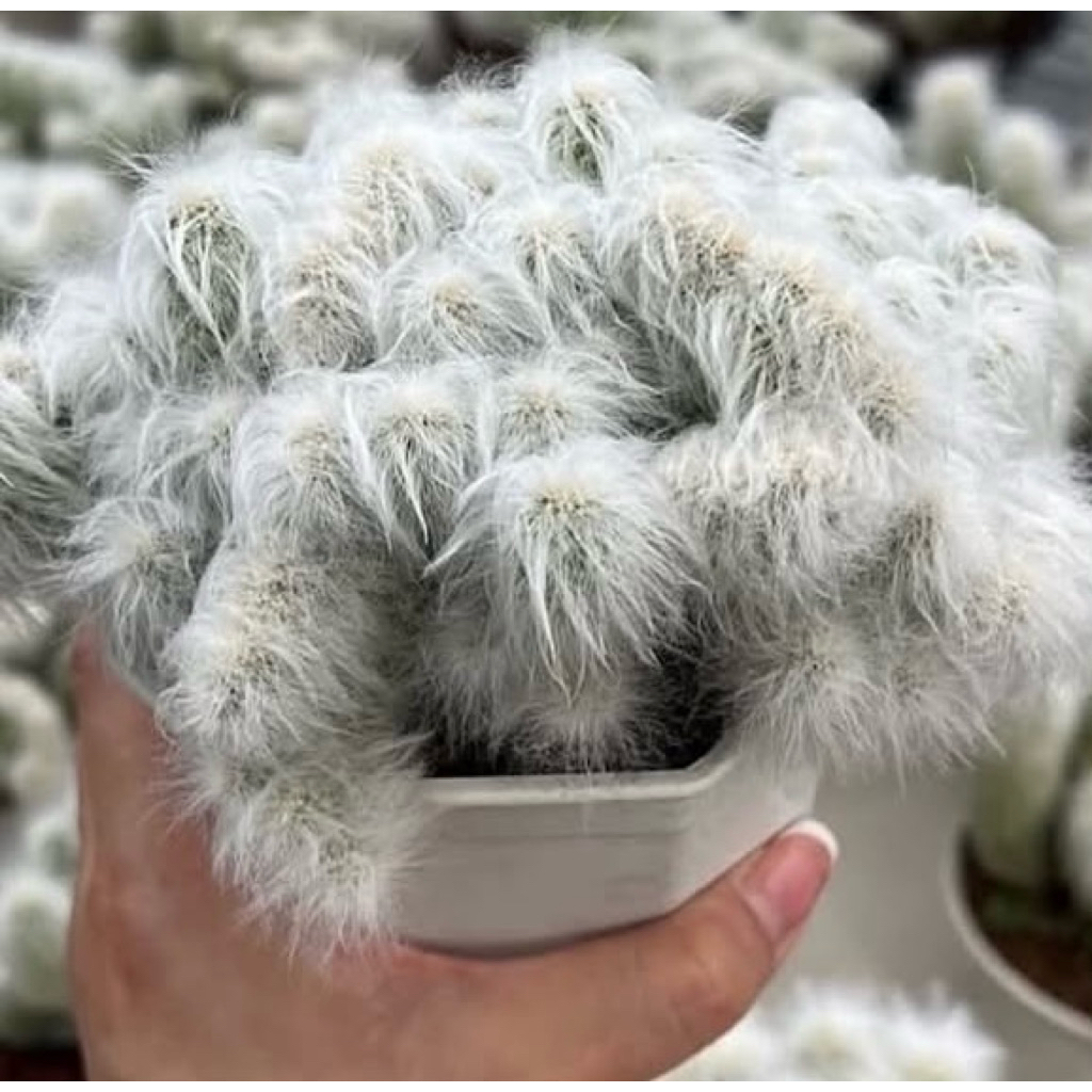 Espostoa Lanata crist: เอสโพทัวคริส แคคตัส กระบองเพชร