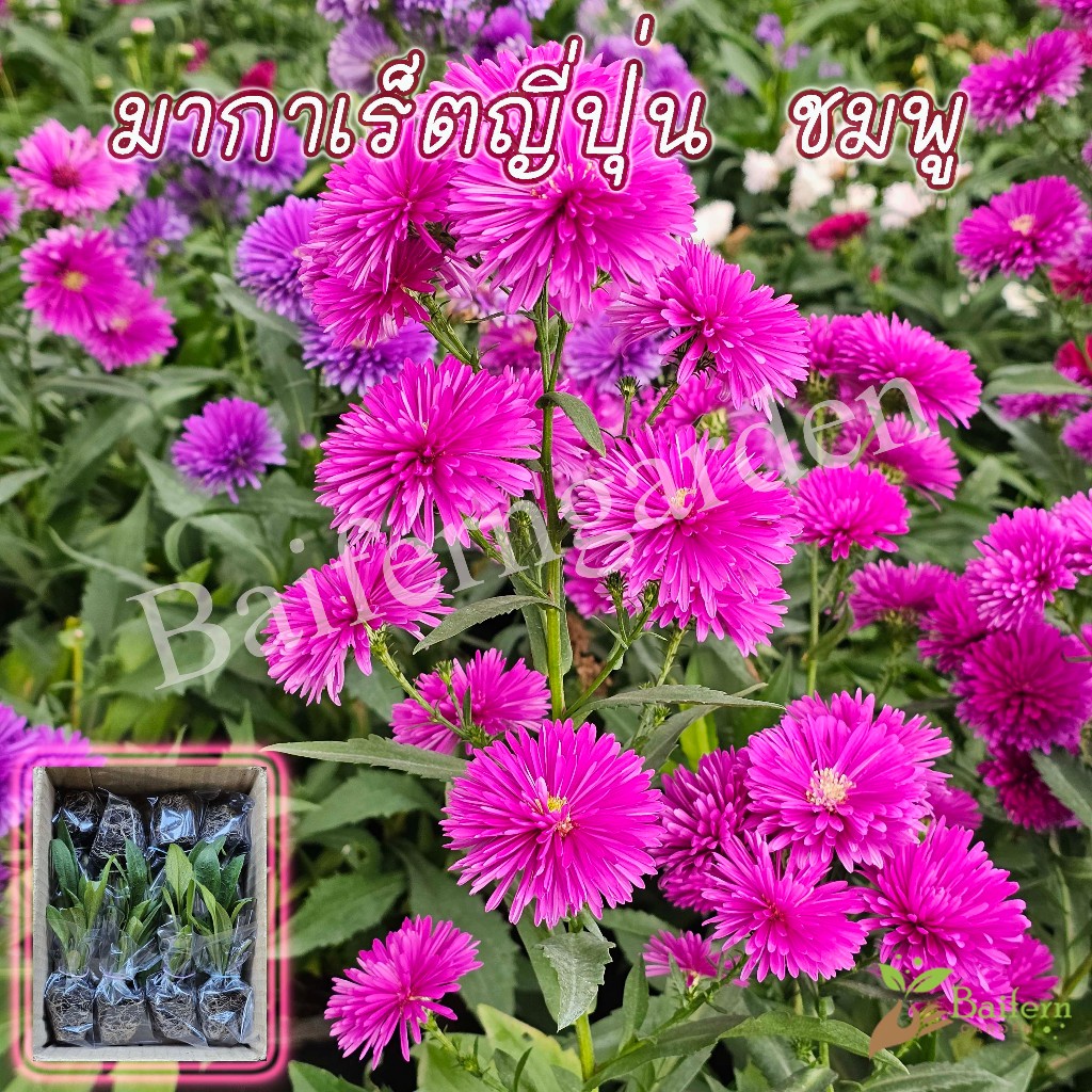 ต้นกล้าดอกมากาเร็ตญี่ปุ่นสีชมพู ดอกไม้กินได้ พร้อมปลูก