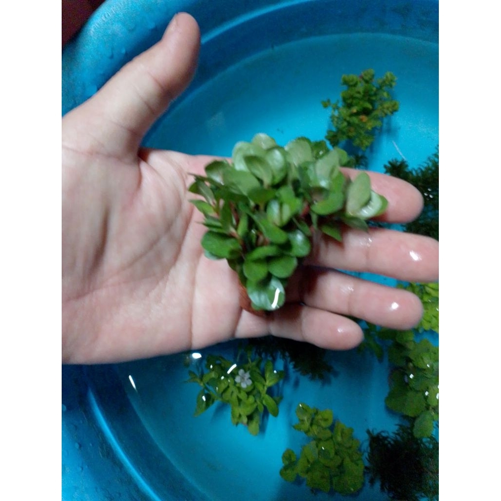 พืชไม้น้ำเกล็ดหอยแดงดิบจิ๋วสำหรับตู้ปลาอ่างปลาน้อยสวยงาม