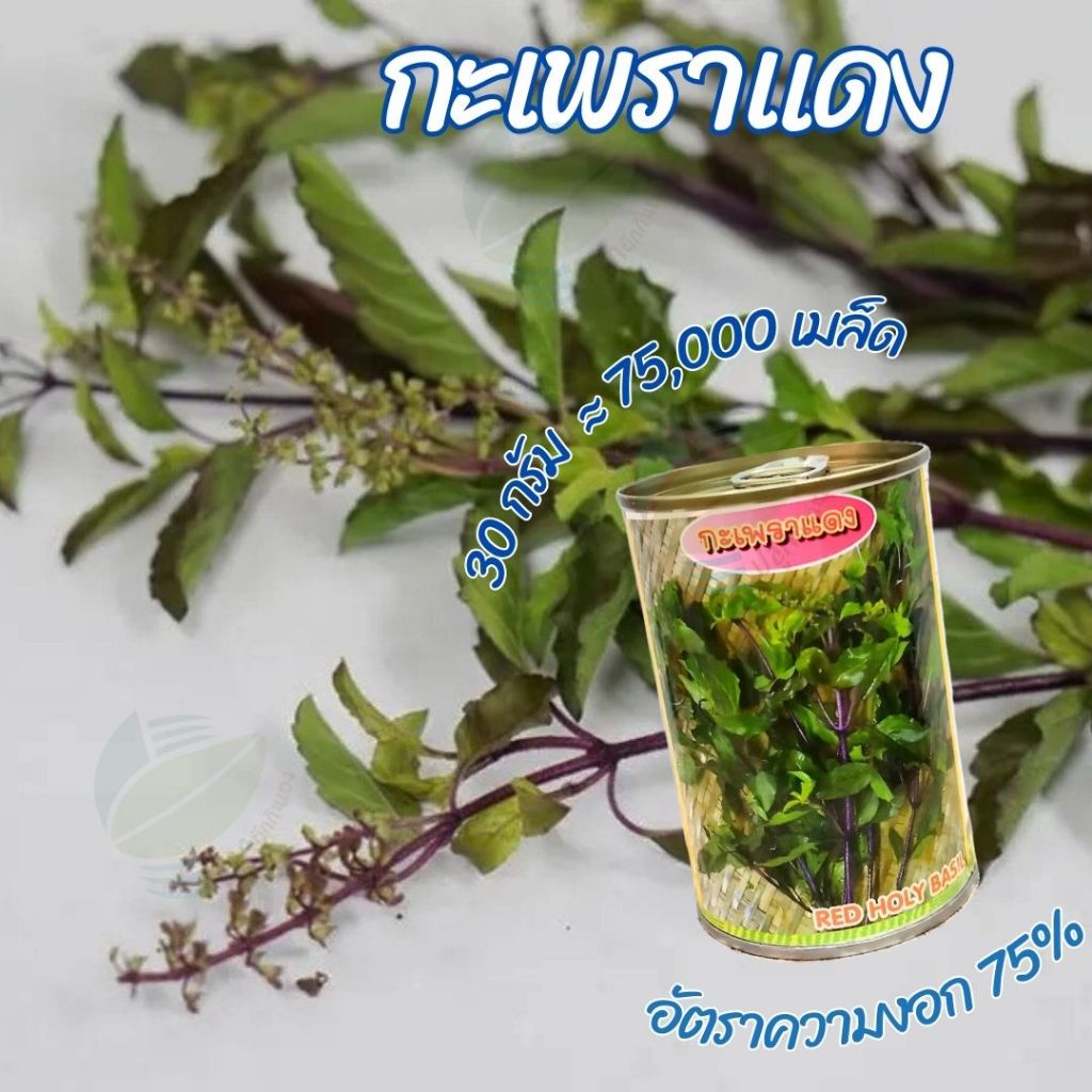 เมล็ดพันธุ์ กะเพราแดง ตราสิงห์โต (30กรัม)