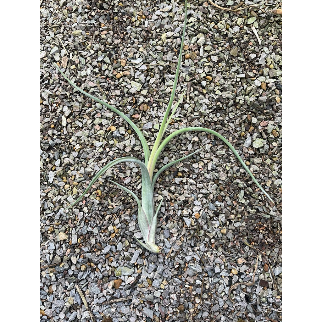 Tillandsia Intermedia