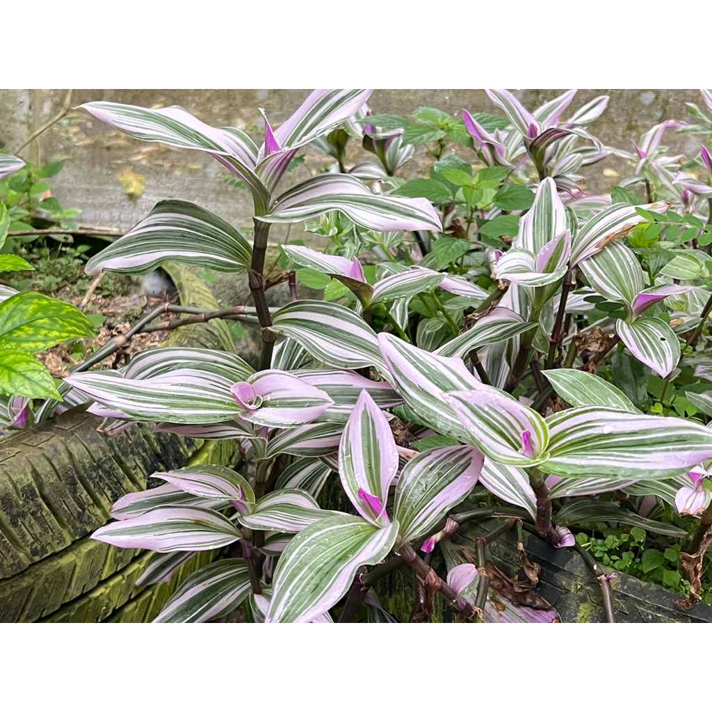 ก้ามปูหลุดด่างรวม (กิ่งตัดสด) จำนวน 10-12 ยอดต่อชุด - รูปที่ 5