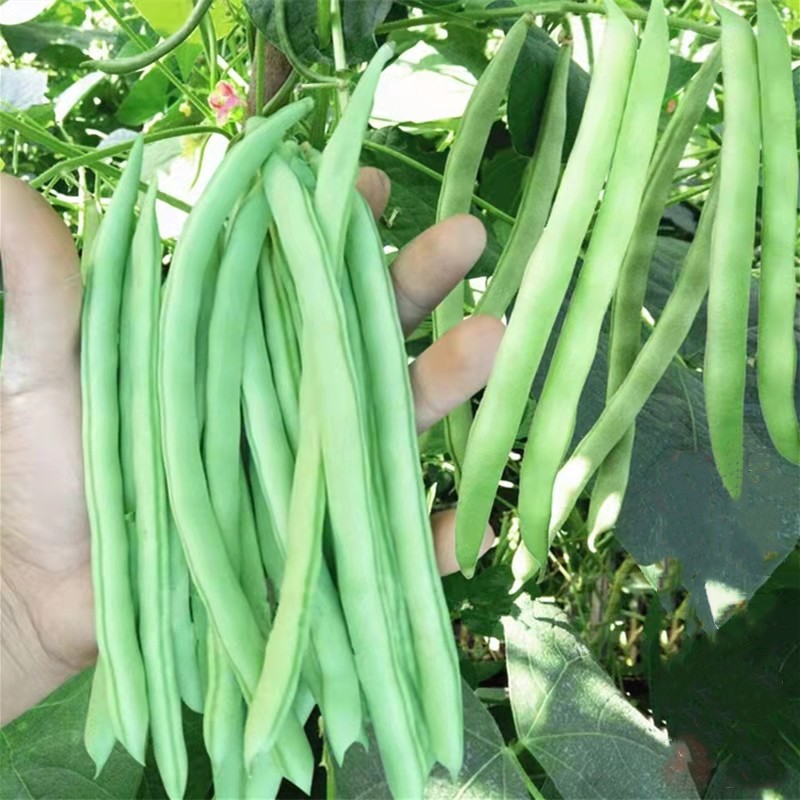 French Bean Seeds อัตรางอกสูง! เมล็ดพันธุ์ ถั่วแขก สีเขีย บรรจุ 10 เมล็ดผักที่ใช้ในการปลูก ผักออร์แกนิก คุณภาพดี - รูปที่ 3