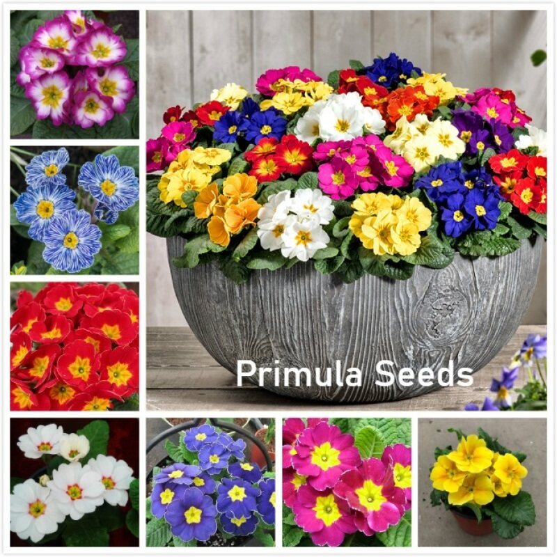 เมล็ดพริมโรสผสมสี 20 เมล็ด(mixed color Primula Seeds) ไม้กระถางระเบียงสวนออกดอกเย็นบึกบึนปลูกง่าย เมล็ดดอกไม้สวย