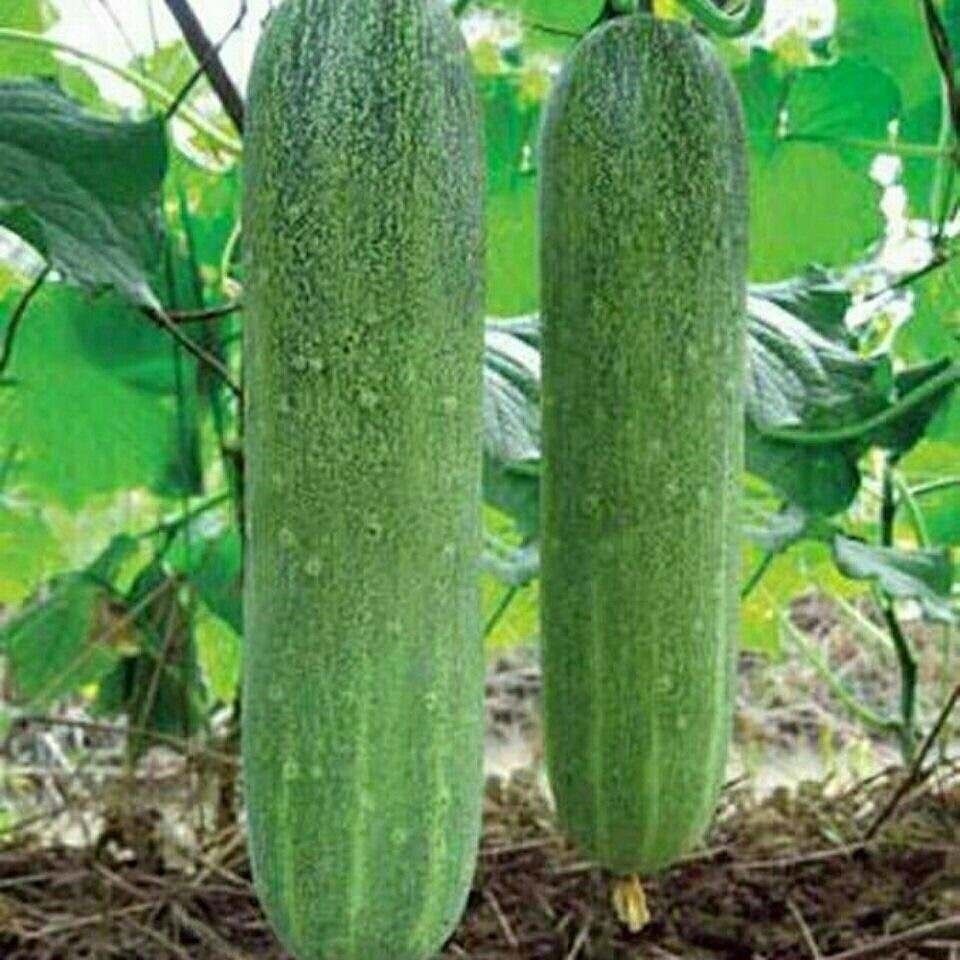 30 เมล็ด Tender Green Cucumber seed เมล็ดพันธุ์ แตงกวา เทนเดอร์กรีน เมล็ดพันธุ์แท้ เมล็ดพันธุ์อินทรีย์ ปลูกกลางแจ้ง - รูปที่ 3