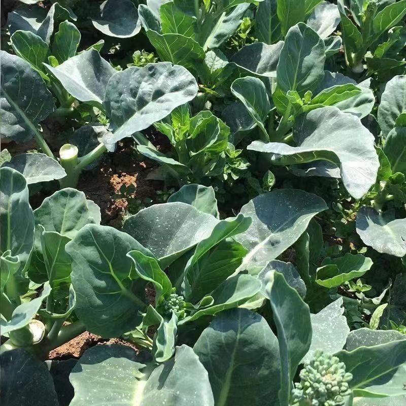 พืชผัก (300เมล็ด) Green Choy Sum Seeds คะน้าฮ่องกง การปลูกแบบมีประสิทธิภาพสูง เมล็ดพันธุ์งอกเร็ว - รูปที่ 5