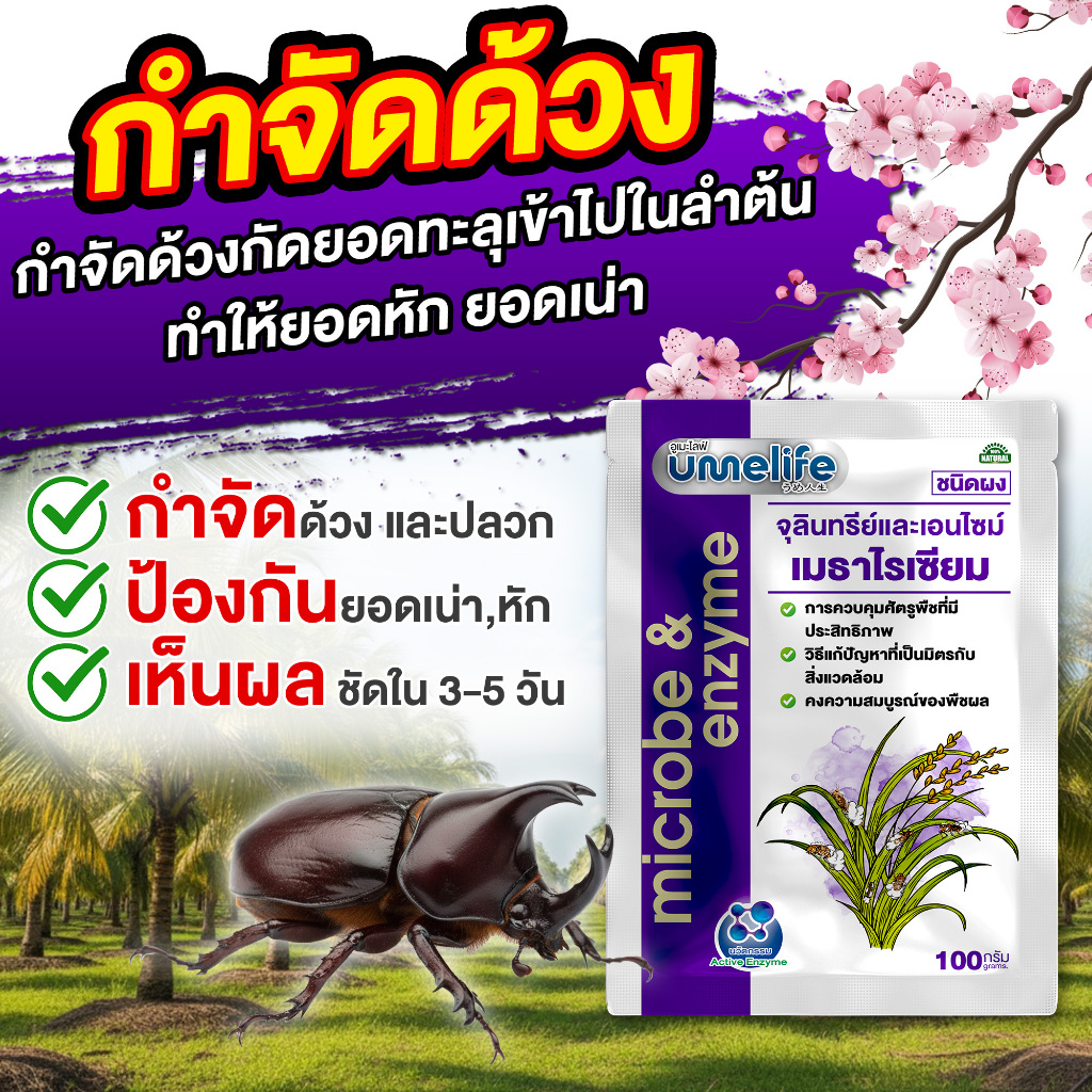 กำจัดด้วง ตัวอ่อนด้วง กำจัดปลวก กำจัดหนอนใต้ดิน ฟื้นฟูต้นมะพร้าว อูเมะไลฟ์ เมธาไรเซียม 100 กรัม