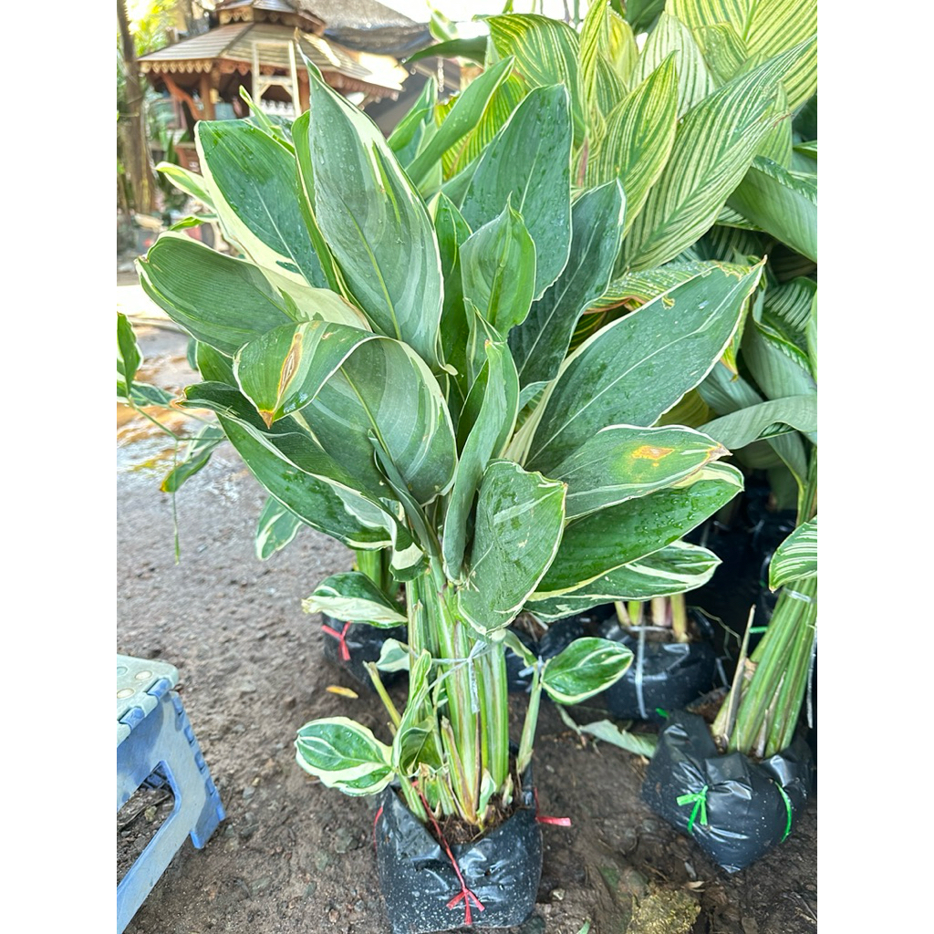 ต้นสาคูด่าง ว่านนกยูง Maranta arundinacea L. cv. Variegata ส่งแบบถุงดำ (1ต้น/แพค)
