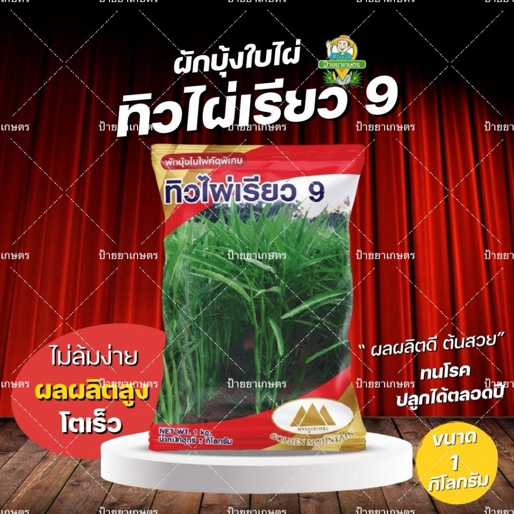เมล็ดผักบุ้งจีนทิวไผ่เรียว9 ขนาด 1กิโลกรัม อัตราการงอก 85% ตราภูเขาทอง ผักบุ้ง ผักบุ้งจีน