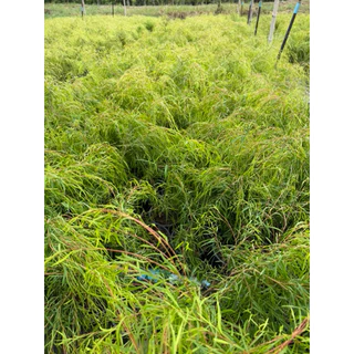 ต้นหลิวออสเตรเลีย "หลิวออสเตรเลีย" (Australian Willow) ขนาดกระถาง6นิ้ว