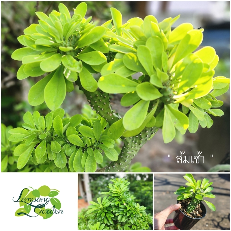 👑ต้นกระบองเพชร ส้มเช้า Euphorbia กระถาง 4 นิ้ว ไม้กระถาง ไม้แดด 👑