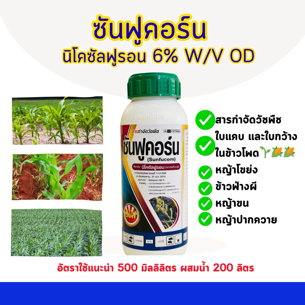 นิโคซัลฟูรอน สารกำจัดวัชพืชใบแคบใบกว้างในข้าวโพด กำจัดหญ้าโขย่ง หญ้าขน ข้าวฟ่างผี แนะนำฉีดพ่น 15วันขึ้นไป ดินมีความชื้น