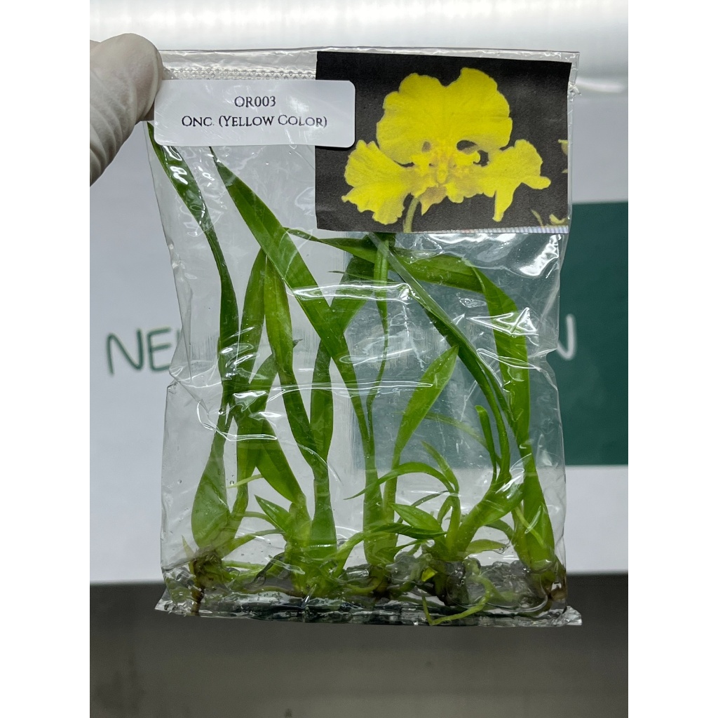 ไม้เนื้อเยื่อ: กล้วยไม้: Oncidium (Yellow Color) Tissue Culture (5 plants/bag)