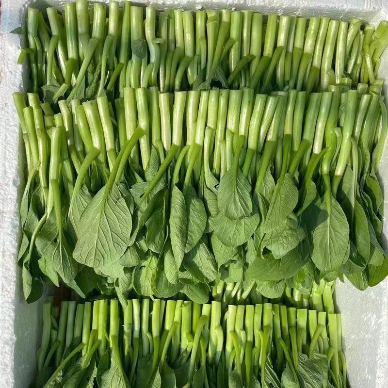 พืชผัก (300เมล็ด) Green Choy Sum Seeds คะน้าฮ่องกง การปลูกแบบมีประสิทธิภาพสูง เมล็ดพันธุ์งอกเร็ว - รูปที่ 7