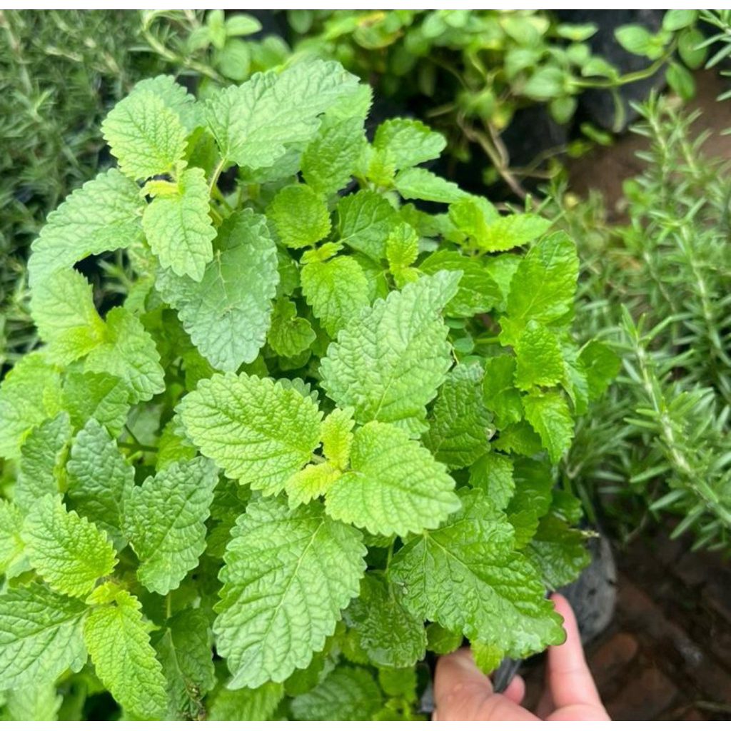 Lemon Balm ต้น เลมอนบาร์ม (มะนาวหอม) สมุนไพรฝรั่ง มีกลิ่นหอมคล้ายมะนาว ใช้ทำยา อาหารและเครื่องสำอาง