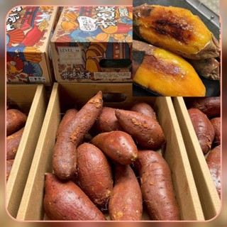 มันหวานเบนิฮารุกะแท้ หวาน ฉ่ำ นุ่มละมุล ฤดูหนาวมันหวานจะอร่อ…