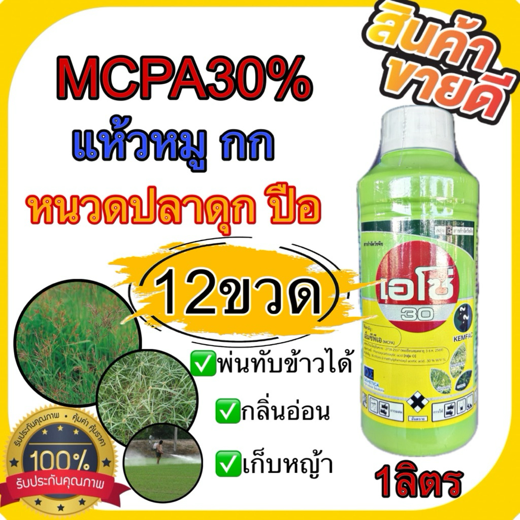(12ขวด)เอโซ่ เขียว 1ลิตร เอ็มซีพีเอ MCPA 30%SL ยากำจัดวัชพืชใบกว้าง กก ปือ แห้วหมู หนวดปาดุก เก็บหญ้า คุมฆ่า พ่นหัวคันนา