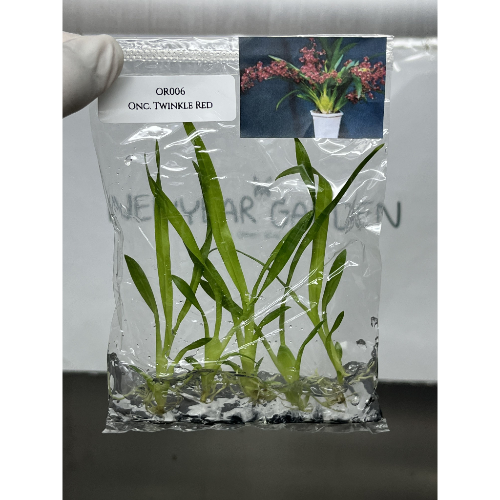 ไม้เนื้อเยื่อ: กล้วยไม้: (OR006) Oncidium Twinkle Red Tissue Culture (5 plants/bag)