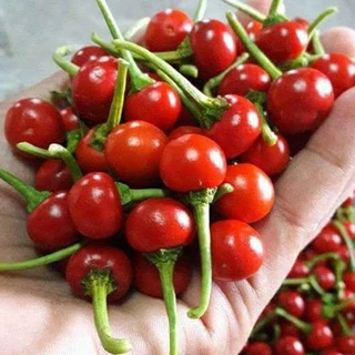 พริก📌10แถม1📌พริกทุกสายพันธุ์🎯ถูกที่สุด 10บ.🎯เมล็ดพันธุ์พริก3-50 เมล็ด🌿 ปลูกง่าย🌱โตไว🌱ผลดก