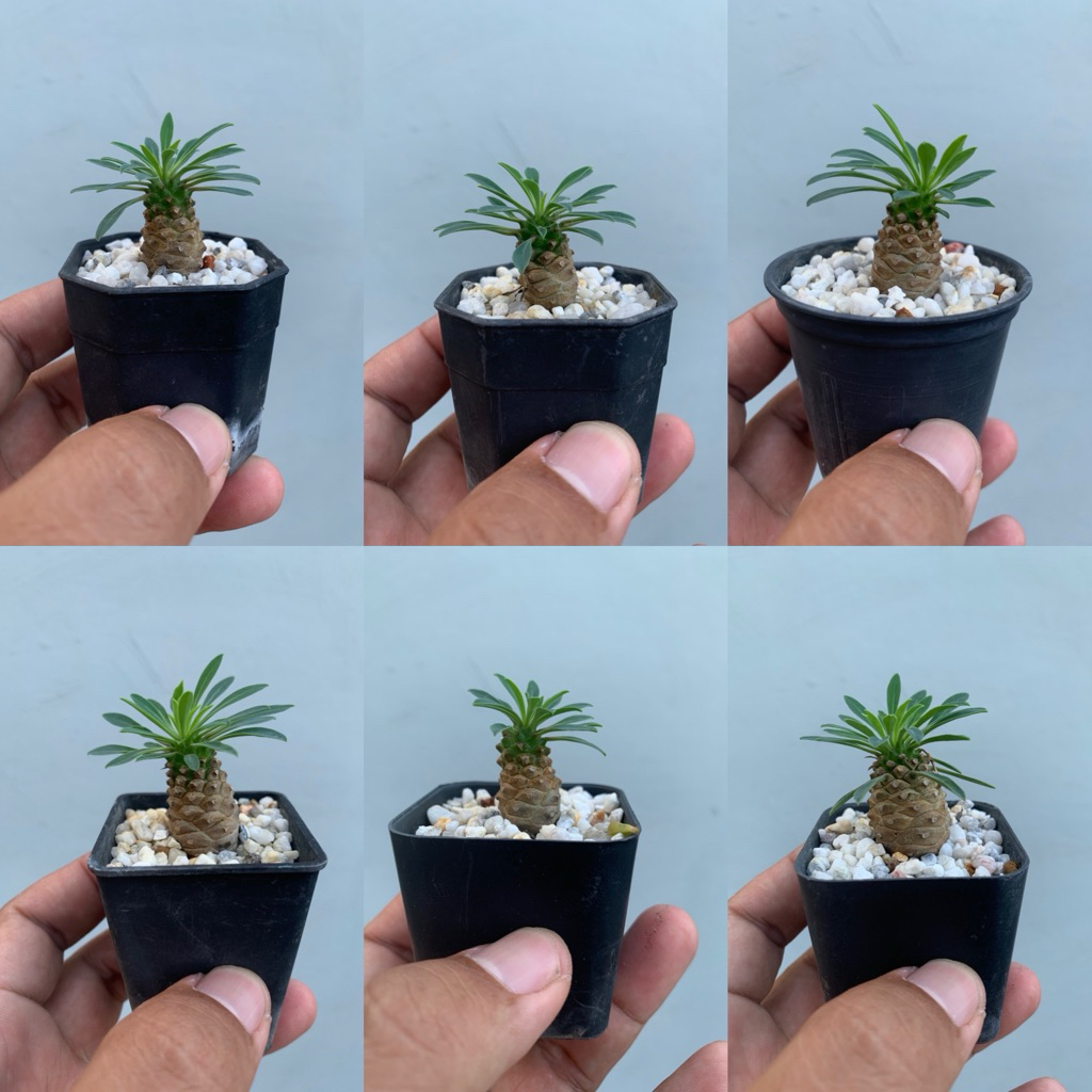 ยูโฟเบีย คิริน (Euphorbia Sotetsu Kirin) ปาล์มทะเลทราย