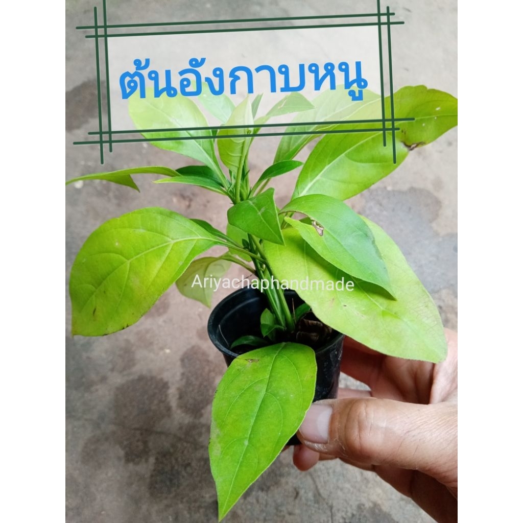 ต้นอังกาบหนู มีรากเดินแล้ว พร้อมปลูกในกระถาง2นิ้ว(พร้อมส่ง)