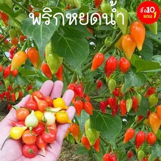 พริก📌10แถม1📌พริกทุกสายพันธุ์🎯ถูกที่สุด 10บ.🎯เมล็ดพันธุ์พริก3-50 เมล็ด🌿 ปลูกง่าย🌱โตไว🌱ผลดก