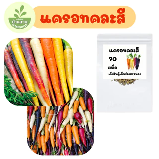 เมล็ดพันธุ์แครอทคละสี จำนวน 70 เมล็ด