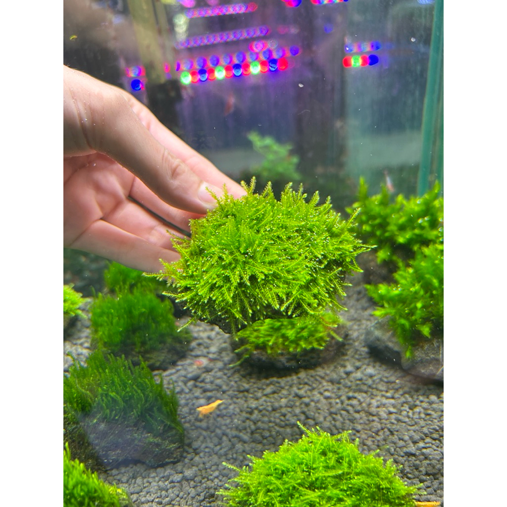คริสต์มาสมอส(Christmas Moss)พันก้อนหีน