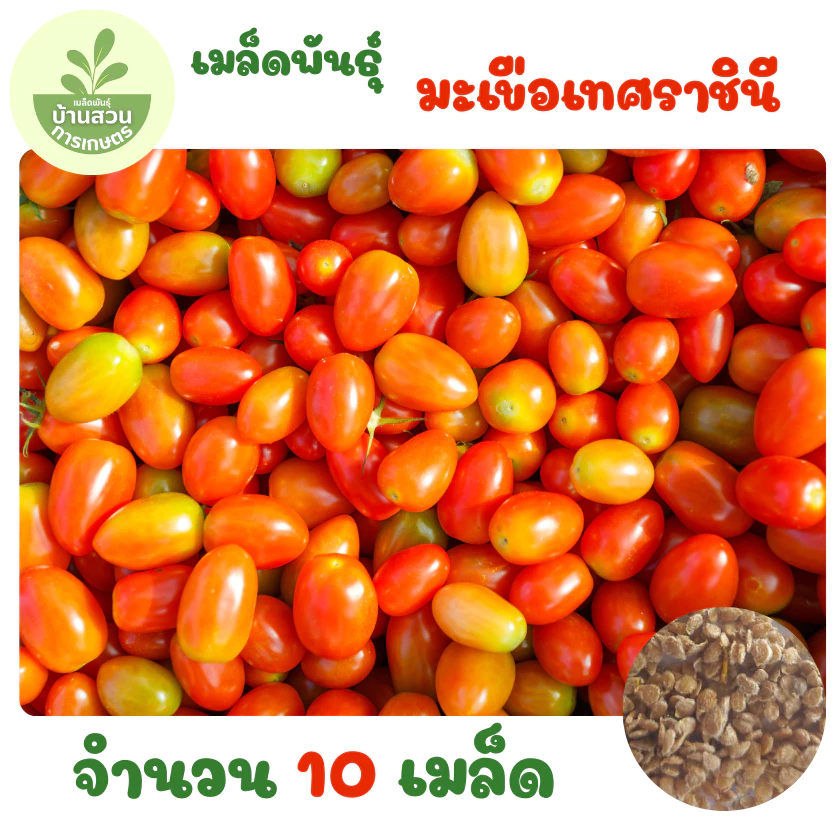 เมล็ดพันธุ์มะเขือเทศราชินี จำนวน 10 เมล็ด