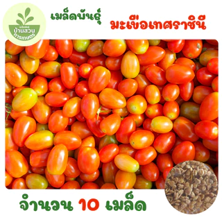 เมล็ดพันธุ์มะเขือเทศราชินี จำนวน 10 เมล็ด