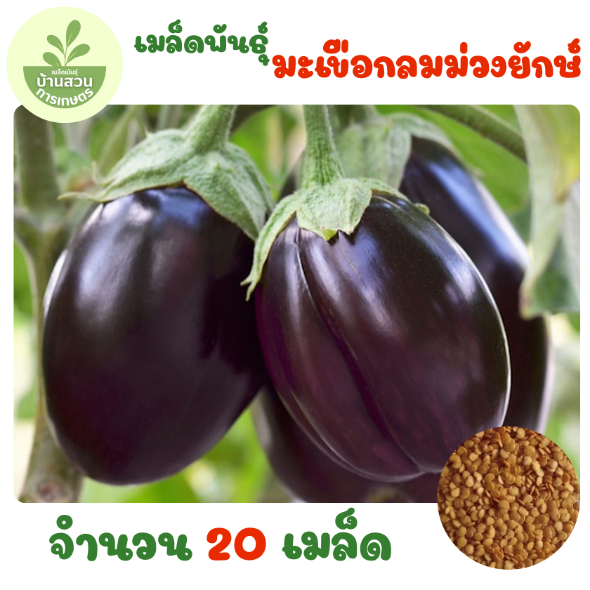 เมล็ดพันธุ์มะเขือกลมม่วงยักษ์ญี่ปุ่น จำนวน 20 เมล็ด