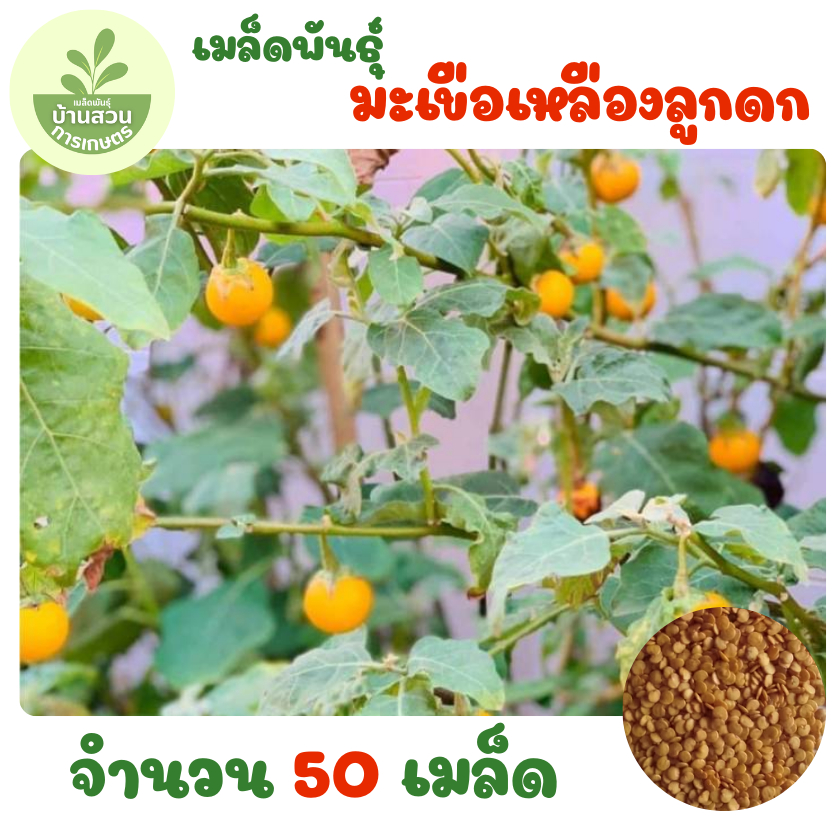 เมล็ดพันธุ์มะเขือเหลืองลูกดก จำนวน 50 เมล็ด