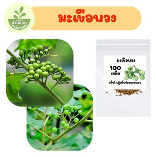เมล็ดพันธุ์มะเขือพวง จำนวน 100 เมล็ด