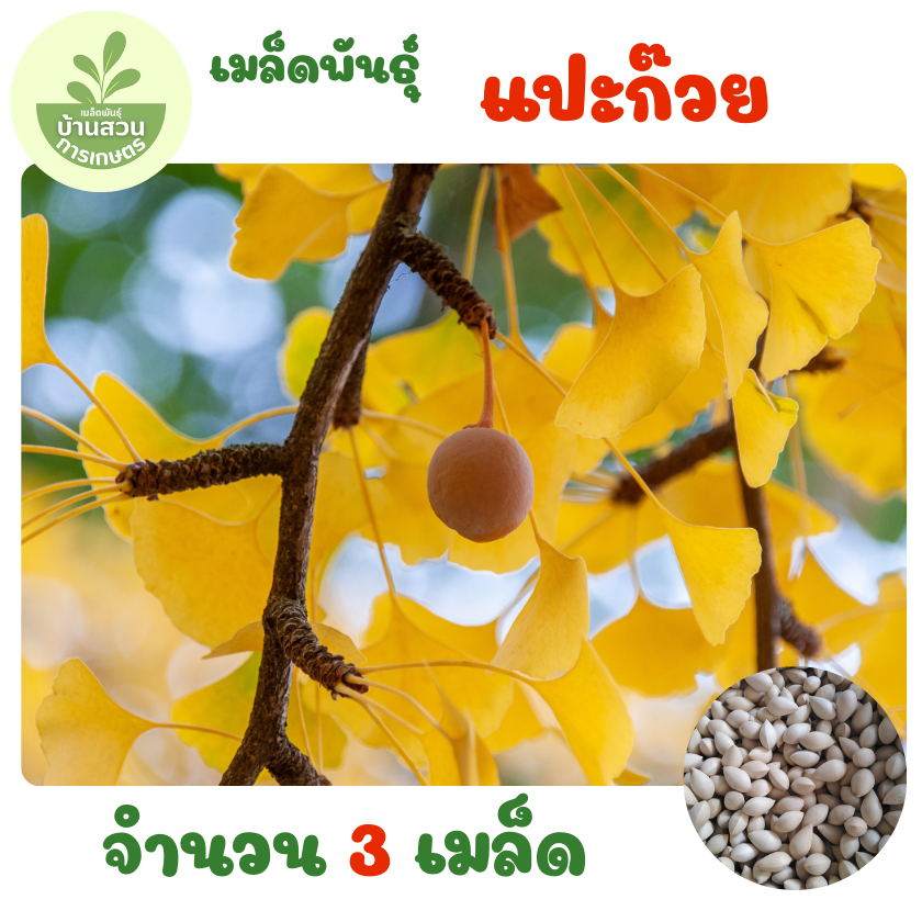 เมล็ดพันธุ์แปะก๊วย จำนวน 3 เมล็ด