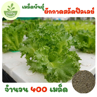 เมล็ดพันธุ์ผักกาดสลัดฟิลเลย์ จำนวน 400 เมล็ด