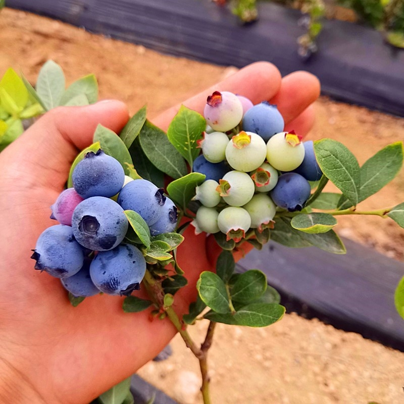 20 เมล็ด Blueberry Seeds Fruit Seeds for Planting เมล็ดพันธุ์ บลูเบอร์รี่ ต้นบลูเบอร์รี่ บรรจุ High quality - รูปที่ 5