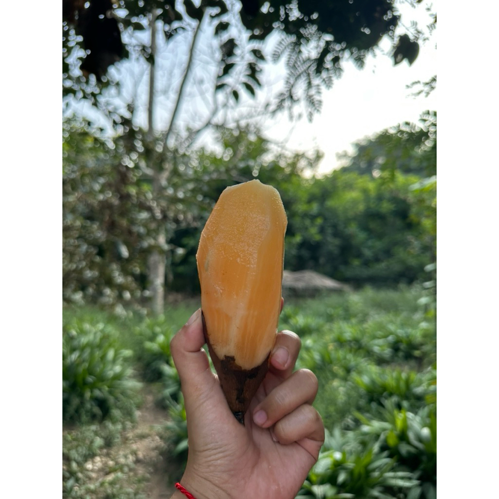 บัวหิมะน้ำหนัก  3  กิโลกรัม ขุดสดใหม่ทุกวันส่งตรงจากดอยอ่างขาง (ชั่งไม่รวมกล่อง)
