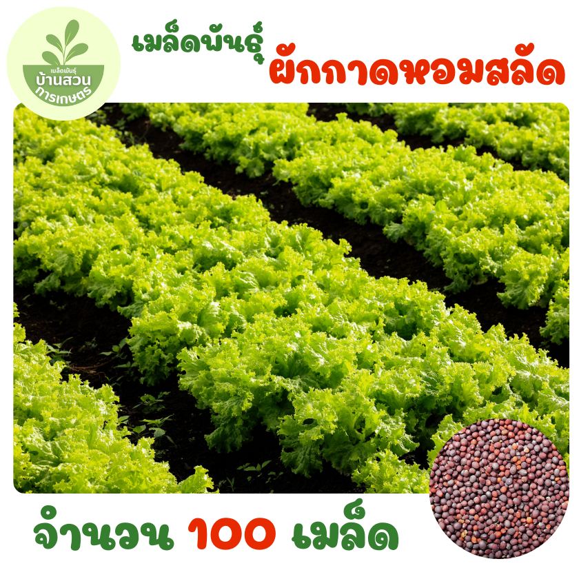 เมล็ดพันธุ์ผักกาดหอมสลัด จำนวน 100 เมล็ด