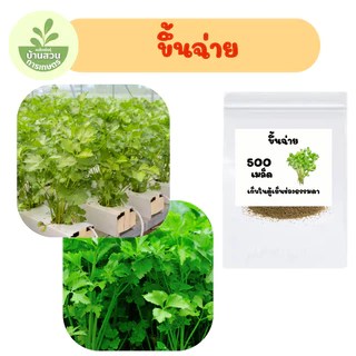เมล็ดพันธุ์ขึ้นฉ่าย จำนวน 500 เมล็ด