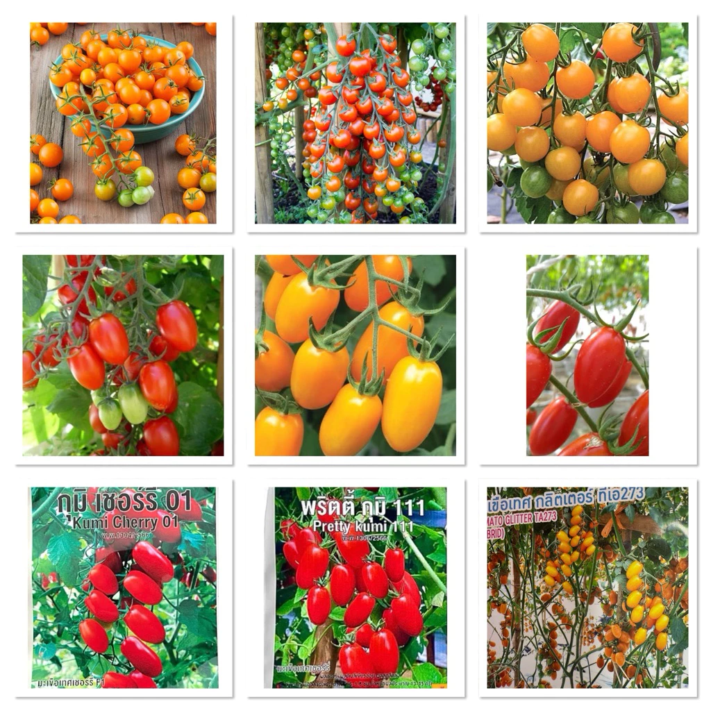 เมล็ดพันธุ์ มะเขือเทศ แบบหวาน ( Sweet Tomato Seed ) ซันโกลด์, ซุปเปอร์สวีท100, ซันชูก้า, ดอลเซ่วีต้า,โนว่า,โทนี่