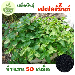 เมล็ดพันธุ์เปเปอร์มิ้นท์ (สาระแหน่) จำนวน 50 เมล็ด