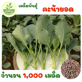 เมล็ดพันธุ์คะน้ายอด จำนวน 1,000 เมล็ด