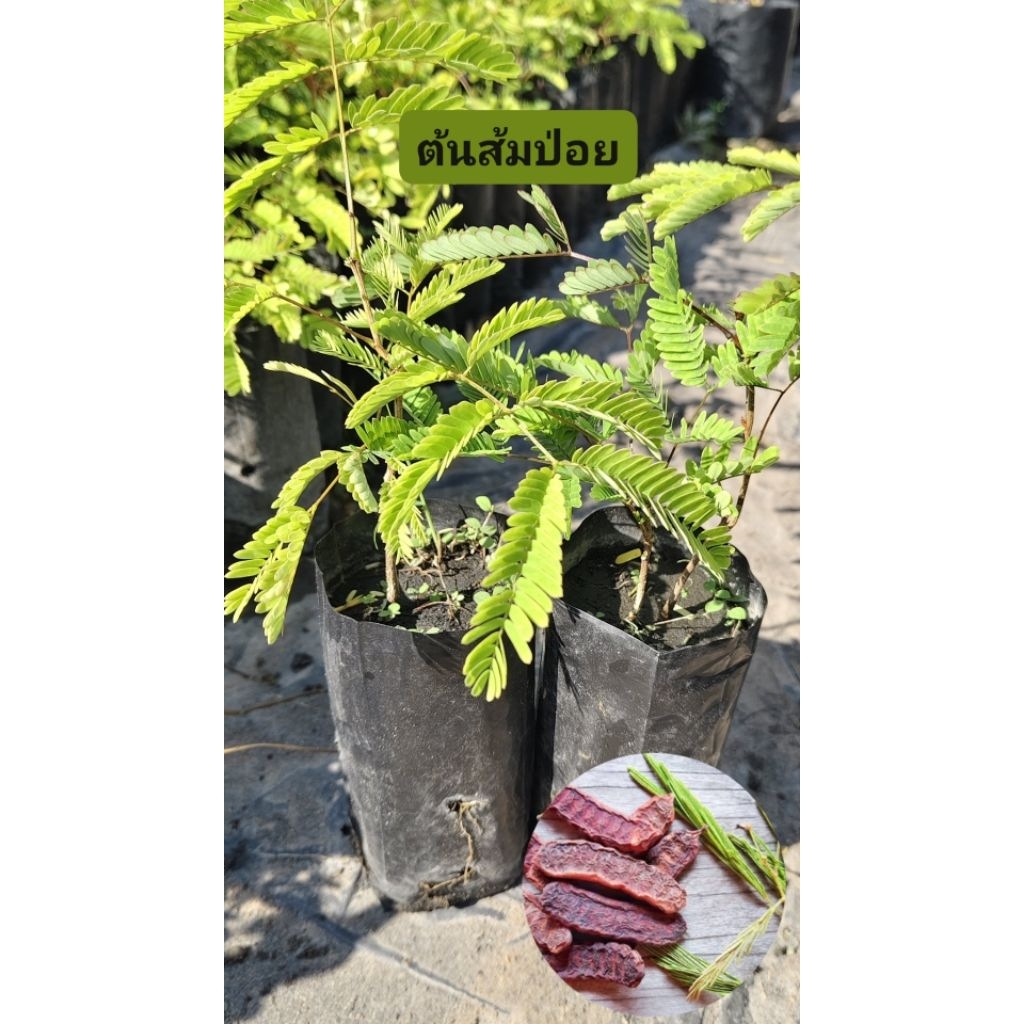 🌿ต้นกล้าส้มป่อยแท้ | สมุนไพรพื้นบ้าน เพาะเมล็ด แข็งแรง พร้อมปลูก🌿