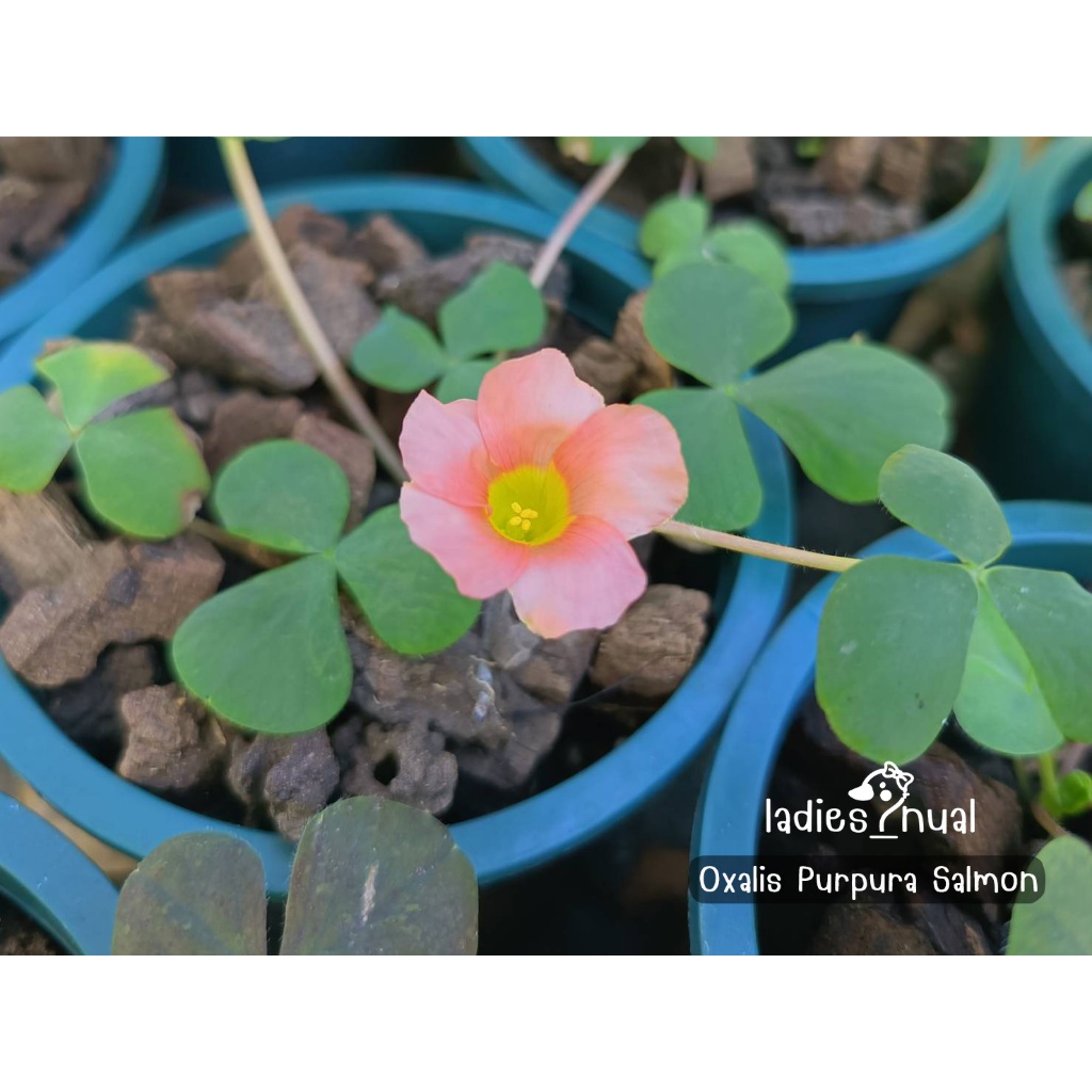 Oxalis Purpura Salmon ดอกสีส้มอ่อน ใจสีเหลือง ในกระถาง 5 นิ้ว