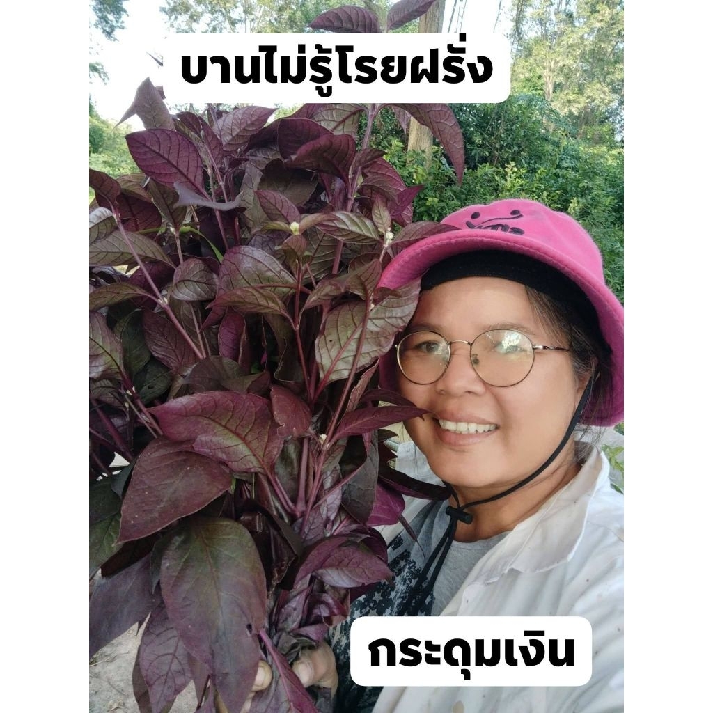 กระดุมเงิน บานไม่รู้โรยฝรั่ง แดงสิงคโปร์ ขายต้นสด 1 กิโลกรัม 100 บาท(สำหรับทำยาหรือวิจัย)