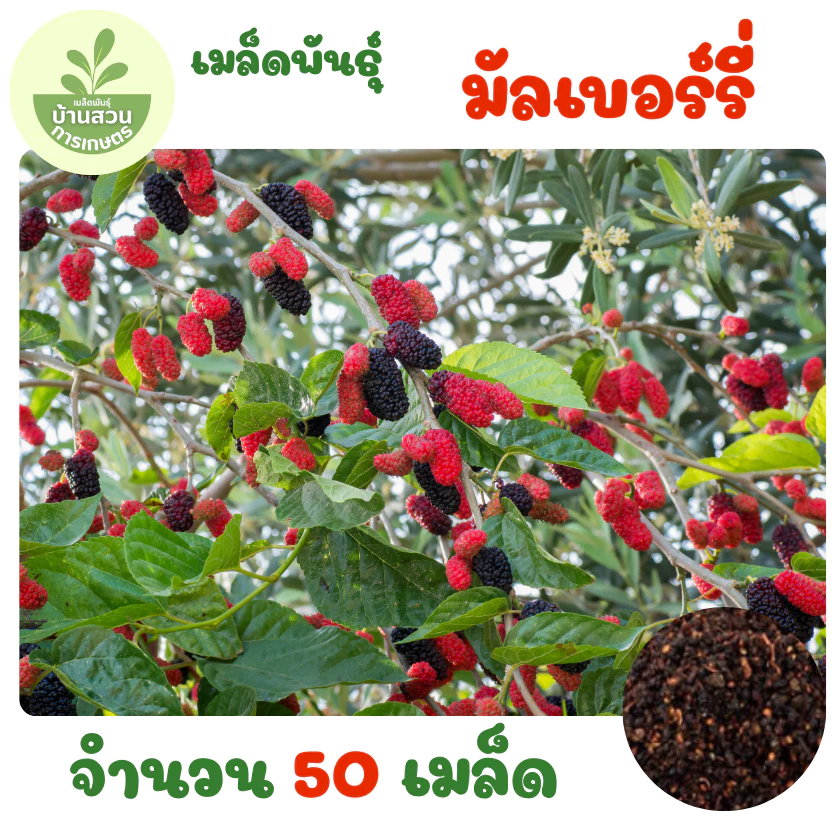 เมล็ดพันธุ์มัลเบอร์รี่ จำนวน 50 เมล็ด