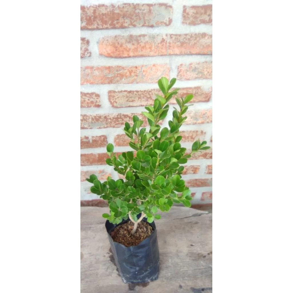ต้นบ็อกซ์วูด(ใบใหญ่) Boxwood สูง 40-60cm นิยมทำเป็นบอนไซ